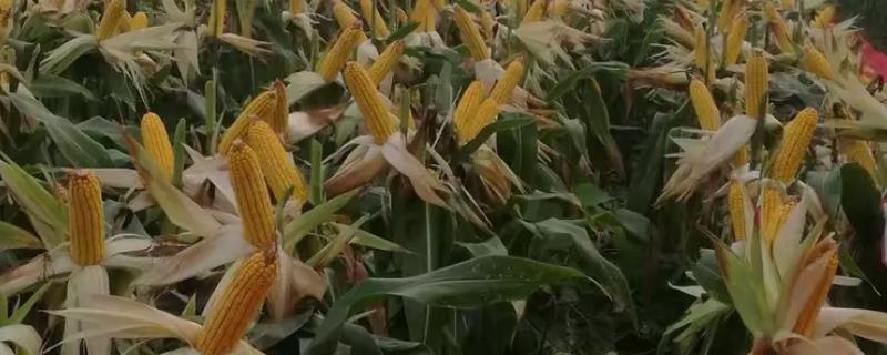 登海371玉米种的特征特性，从出苗至成熟需要101天左右