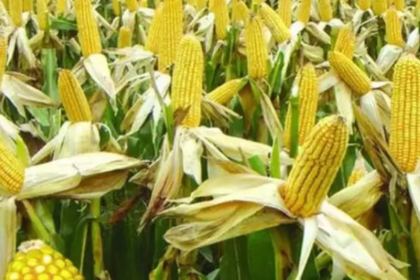 鑫瑞普999玉米种的特征特性,春播生育期为127天左右