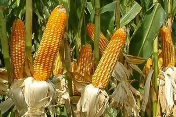 鑫瑞普999玉米种的特征特性,春播生育期为127天左右