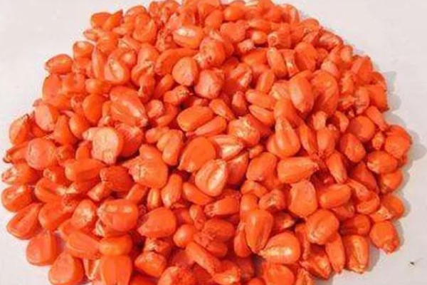 鑫瑞普999玉米种的特征特性,春播生育期为127天左右