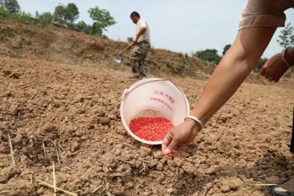 鑫瑞普999玉米种的特征特性,春播生育期为127天左右