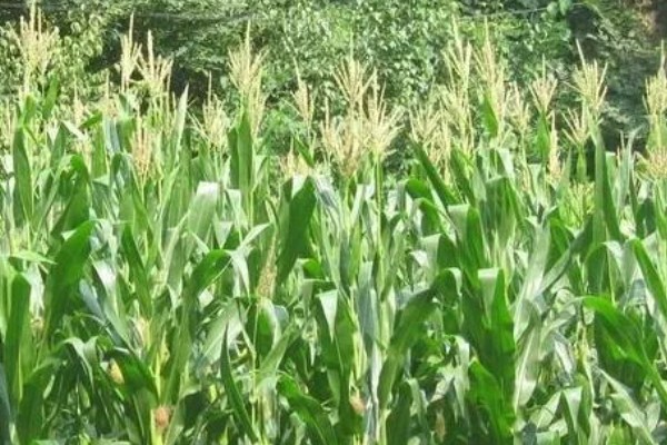 鑫瑞普999玉米种的特征特性,春播生育期为127天左右