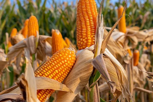 鑫瑞普999玉米种的特征特性,春播生育期为127天左右