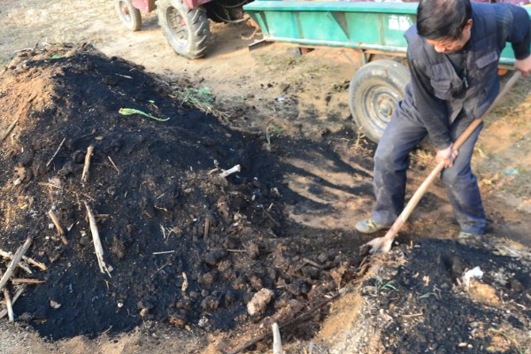 鑫瑞普999玉米种的特征特性,春播生育期为127天左右