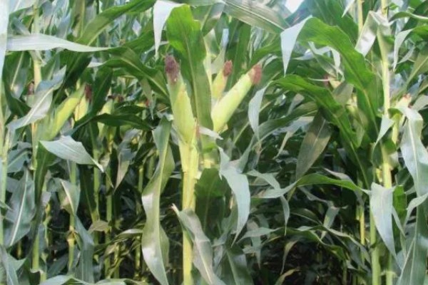 鑫瑞普999玉米种的特征特性,春播生育期为127天左右