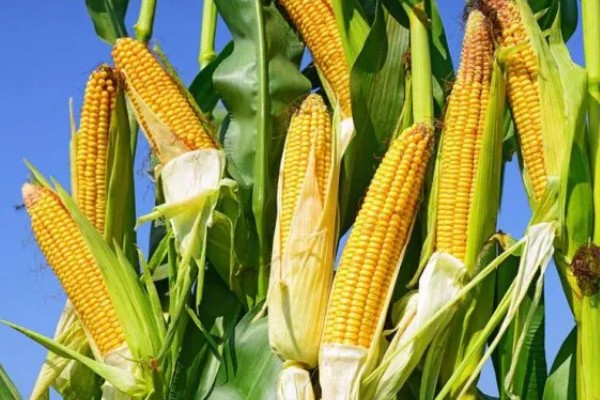 鑫瑞普999玉米种的特征特性,春播生育期为127天左右