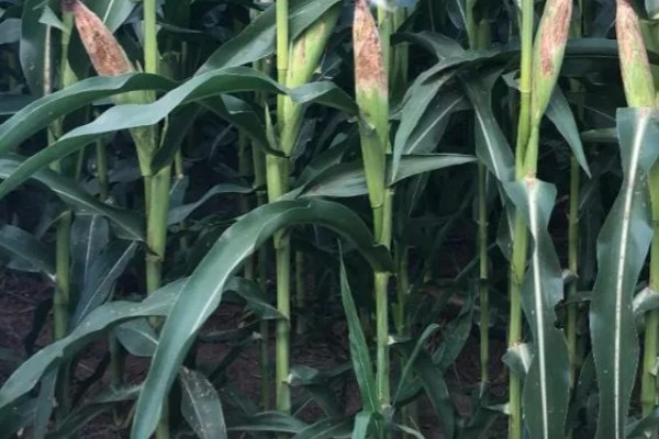 鑫瑞普999玉米种的特征特性,春播生育期为127天左右