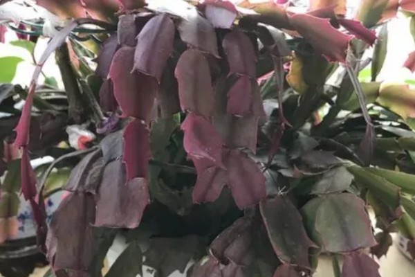 蟹爪兰叶子发红如何处理，土壤发碱需要更换新土