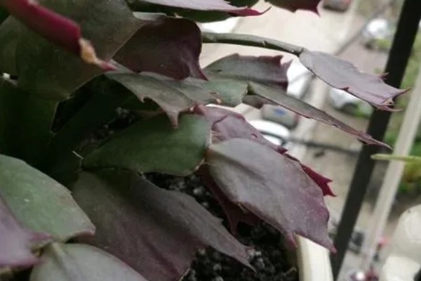 蟹爪兰叶子发红如何处理，土壤发碱需要更换新土