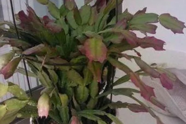 蟹爪兰叶子发红如何处理，土壤发碱需要更换新土