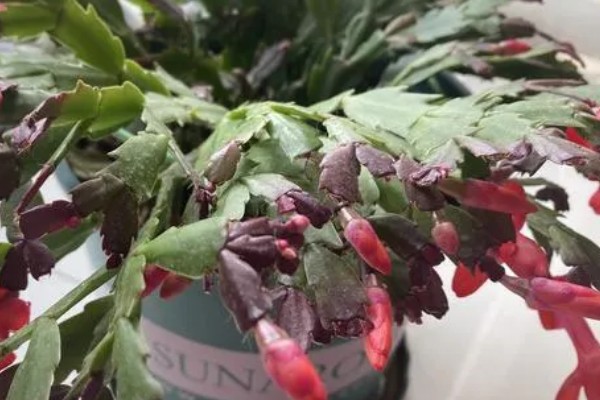 蟹爪兰叶子发红如何处理，土壤发碱需要更换新土