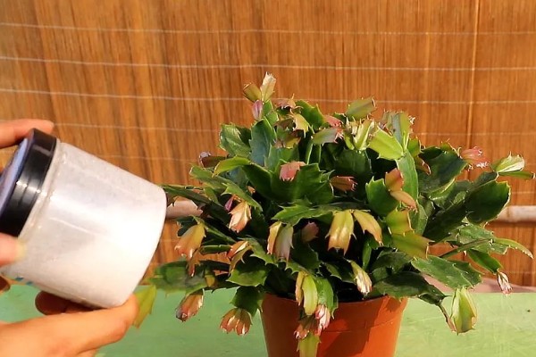 蟹爪兰叶子发红如何处理，土壤发碱需要更换新土