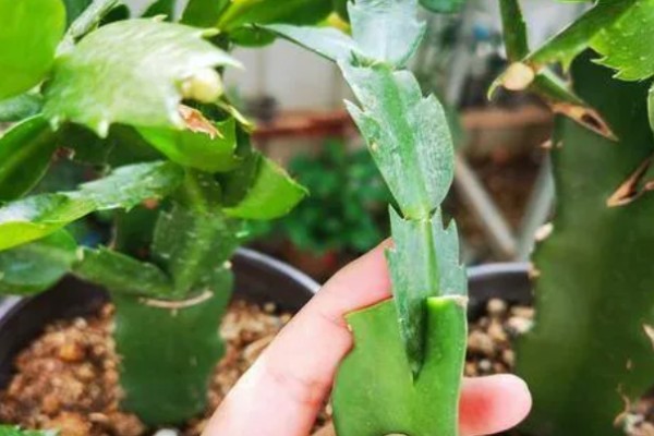 蟹爪兰叶子发红如何处理，土壤发碱需要更换新土