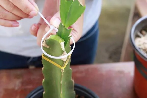 蟹爪兰叶子发红如何处理，土壤发碱需要更换新土