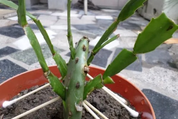 蟹爪兰叶子发红如何处理，土壤发碱需要更换新土