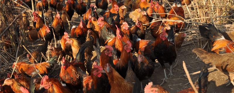 鸡下蛋带血用什么药，可能是肛门裂开或脱肛所致