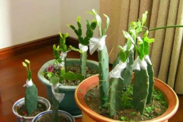 蟹爪兰叶子发红如何处理，土壤发碱需要更换新土