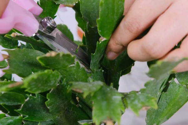 蟹爪兰叶子发红如何处理，土壤发碱需要更换新土