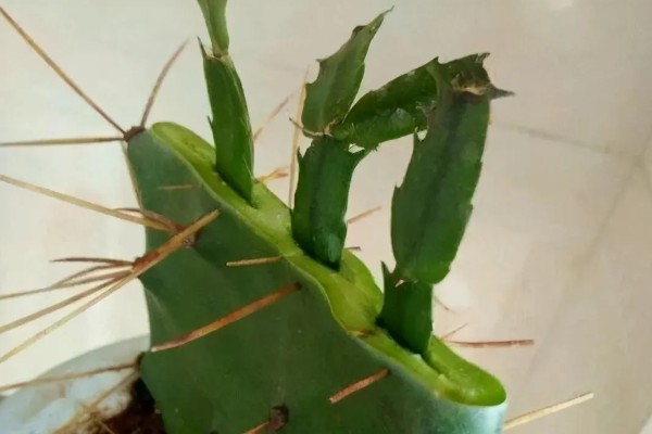 蟹爪兰叶子发红如何处理，土壤发碱需要更换新土