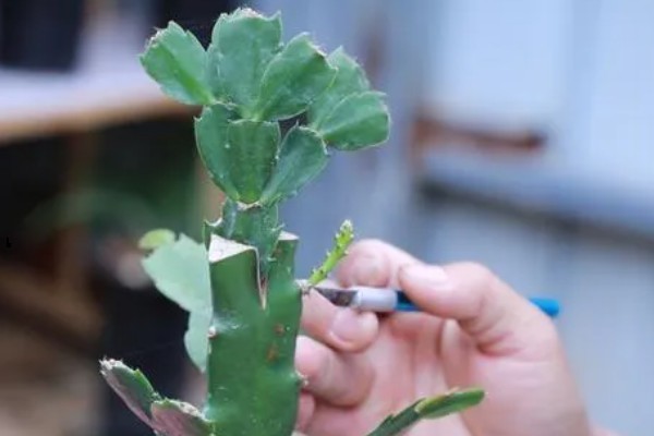 蟹爪兰叶子发红如何处理，土壤发碱需要更换新土