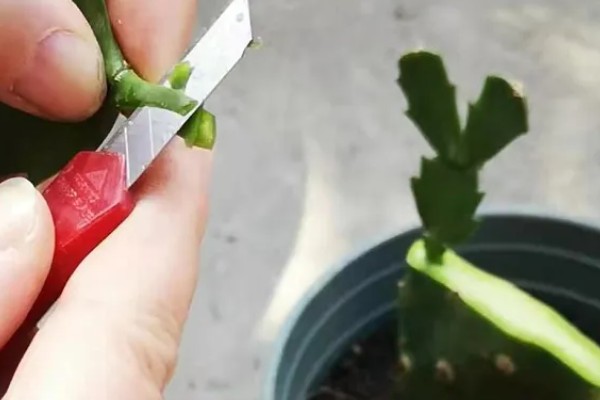 蟹爪兰叶子发红如何处理，土壤发碱需要更换新土