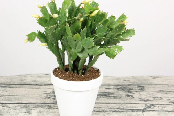 蟹爪兰叶子发红如何处理，土壤发碱需要更换新土