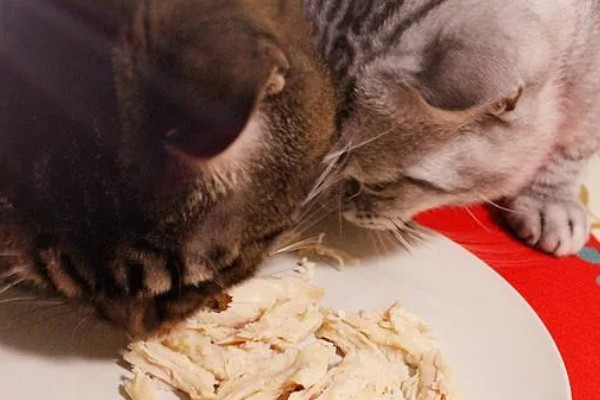 猫咪狗狗能吃火鸡吗，可以吃火鸡