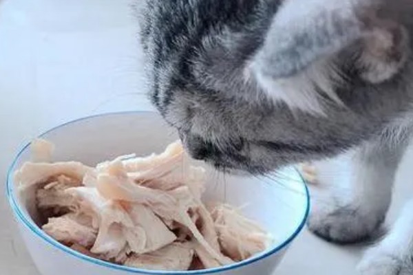 猫咪狗狗能吃火鸡吗，可以吃火鸡