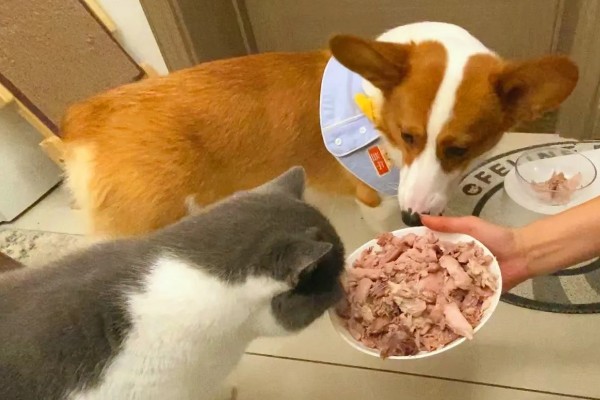 猫咪狗狗能吃火鸡吗，可以吃火鸡