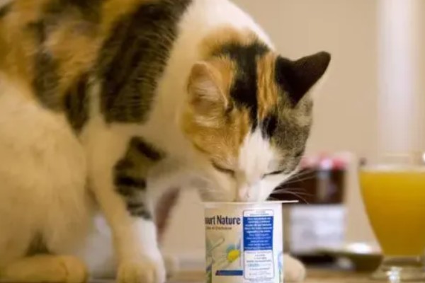 猫咪狗狗能吃火鸡吗，可以吃火鸡