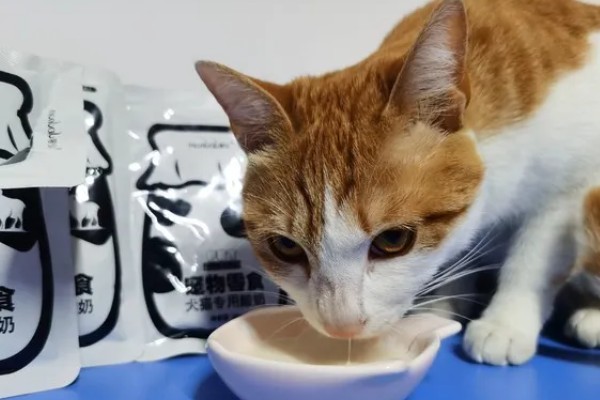 猫咪狗狗能吃火鸡吗，可以吃火鸡