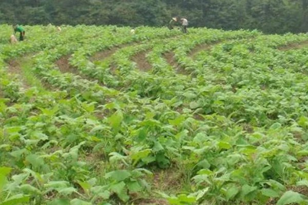 雪莲果的防虫方法，清晨可以人工捕捉青虫