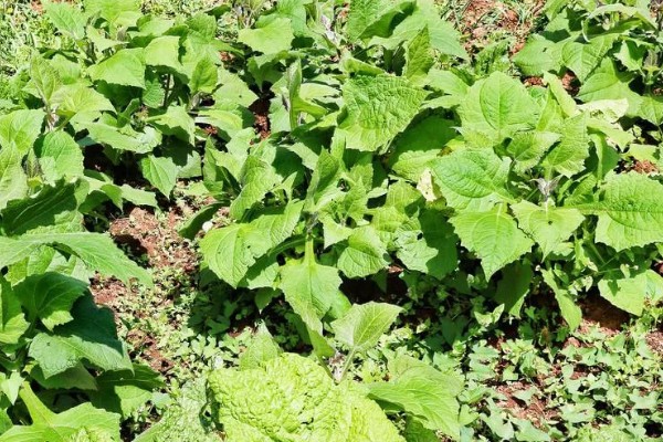 雪莲果的防虫方法，清晨可以人工捕捉青虫