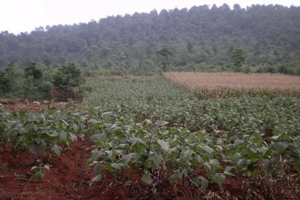 雪莲果的防虫方法，清晨可以人工捕捉青虫