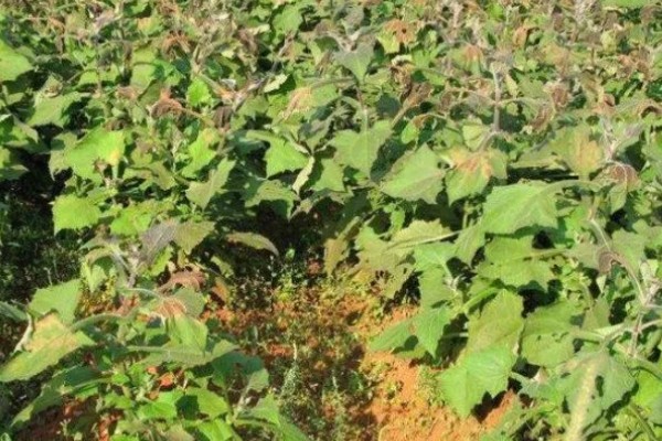 雪莲果的防虫方法，清晨可以人工捕捉青虫