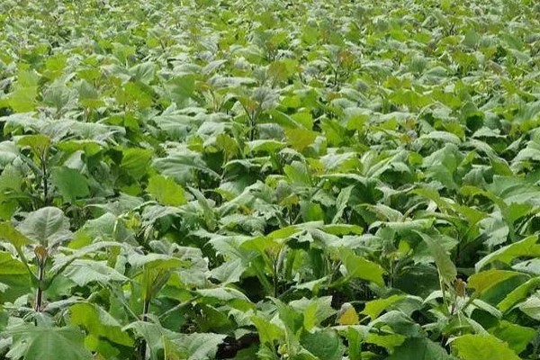 雪莲果的防虫方法，清晨可以人工捕捉青虫