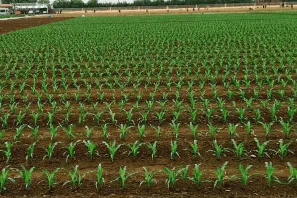 玉米的种植间距，株距保持在30厘米左右