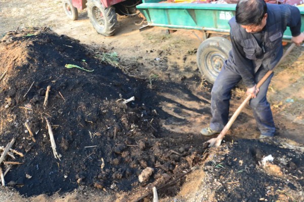 玉米的种植间距，株距保持在30厘米左右