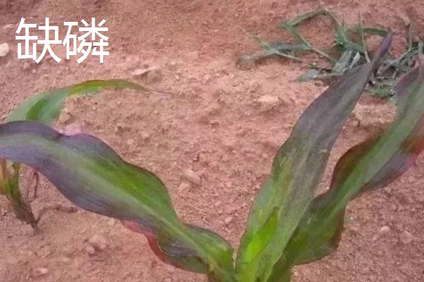 玉米的种植间距，株距保持在30厘米左右