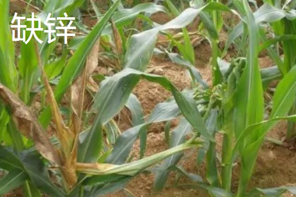玉米的种植间距，株距保持在30厘米左右