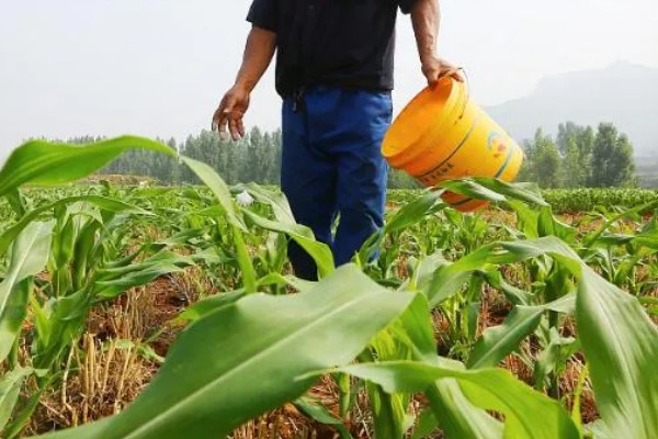 玉米的种植间距，株距保持在30厘米左右