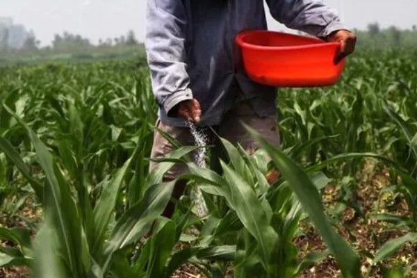 玉米的种植间距，株距保持在30厘米左右