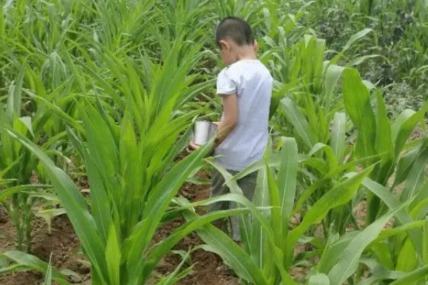 玉米的种植间距，株距保持在30厘米左右