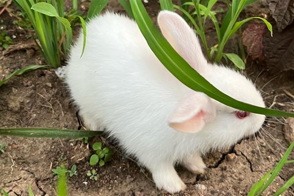 兔子会不会叫，会叫但很少见