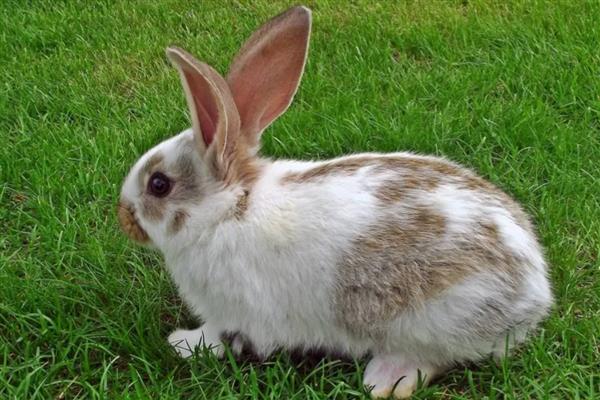 兔子会不会叫，会叫但很少见