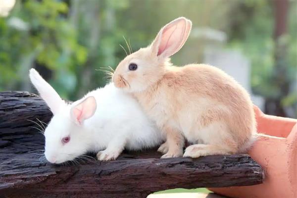 兔子会不会叫，会叫但很少见