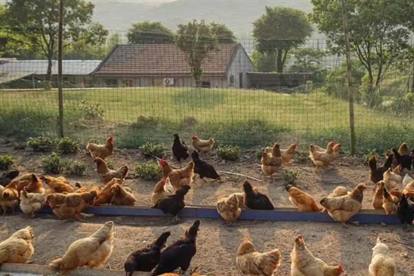 鸡下蛋带血用什么药,可能是肛门裂开或脱肛所致