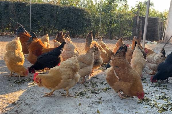 鸡下蛋带血用什么药,可能是肛门裂开或脱肛所致