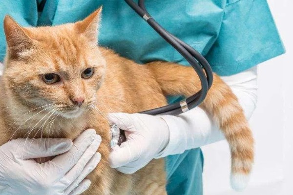 犬猫心律不齐的症状，轻症的心音和脉搏异常