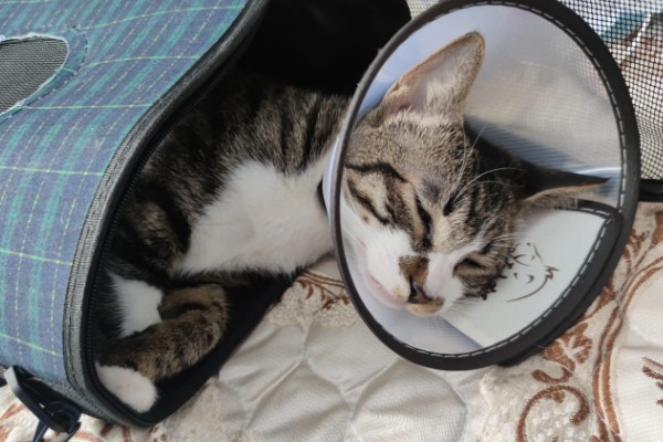 犬猫心律不齐的症状，轻症的心音和脉搏异常